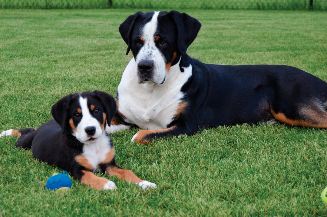 Doggone Raw is Allergen-Free!