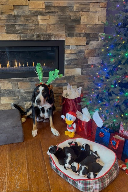 Holiday Shipping Schedule