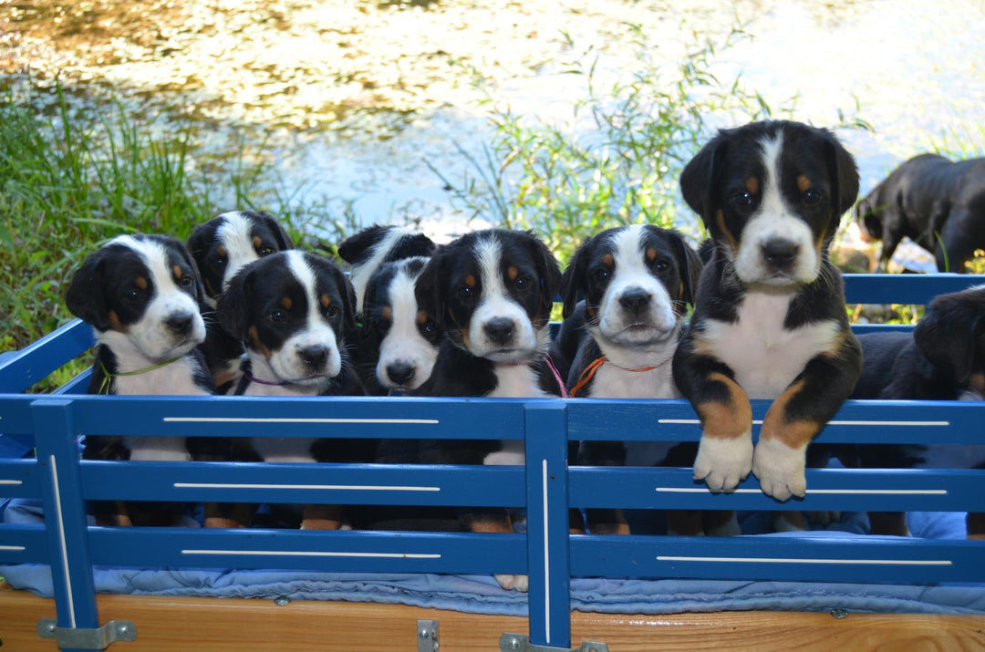 Labor Day Schedule Doggone Raw shop and UPS delivery